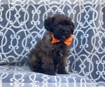 Small Photo #5 Poodle (Miniature)-Shorkie Tzu Mix Puppy For Sale in LAKELAND, FL, USA