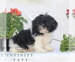Small #1 Shih Tzu