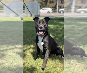 American Pit Bull Terrier-American Staffordshire Terrier Mix Dogs for adoption in Lake Elsinore, CA, USA