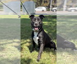 Sadie - Female American Pit Bull Terrier-American Staffordshire Terrier Mix Dog for Adoption - Small photo