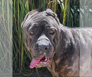 Mutt Dogs for adoption in Lake Forest, CA, USA