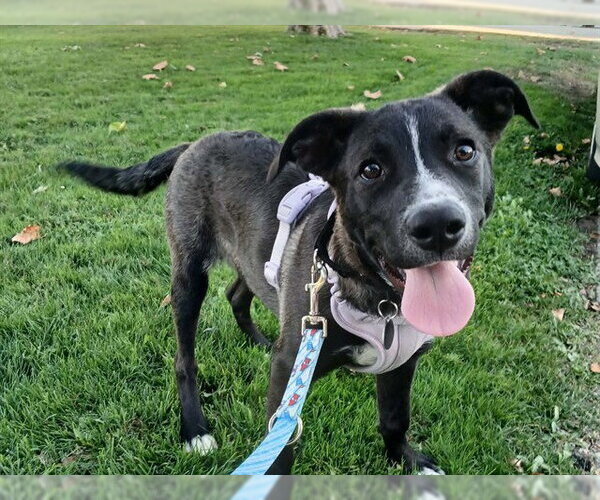 Medium Photo #1 Mutt Puppy For Sale in Martinez, CA, USA