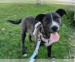 BOLT - Male Mutt Dog for Adoption - Small photo