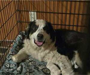 Mother of the Great Bernese puppies born on 02/17/2026