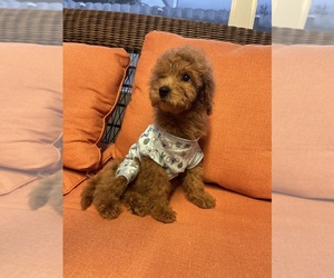 Goldendoodle (Miniature) Puppy for sale in MIAMI, FL, USA