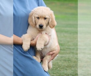 Golden Retriever Puppy for sale in FREDERICKSBG, OH, USA