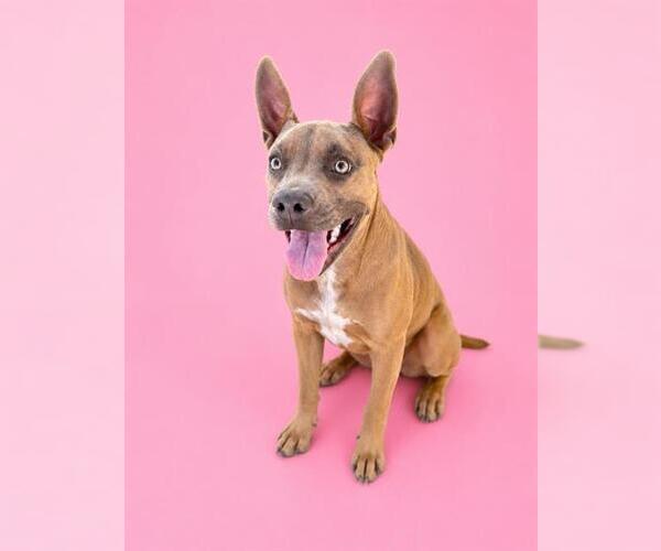 Medium Photo #2 Mutt Puppy For Sale in HESPERIA, CA, USA