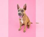 Small #1 Mutt