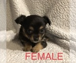 Small Photo #2 Chihuahua Puppy For Sale in BLUE SPRINGS, MO, USA