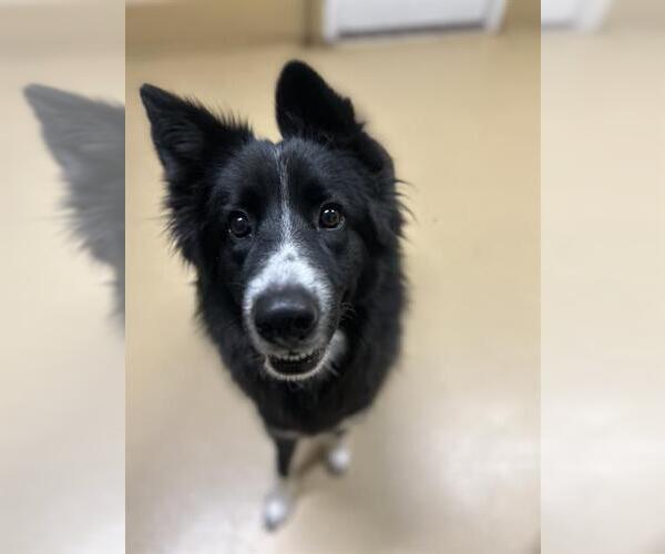 Medium Photo #1 Border Collie-Siberian Husky Mix Puppy For Sale in Chula Vista, CA, USA