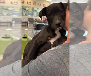 Labrador Retriever-Unknown Mix Dogs for adoption in Rockwall, TX, USA