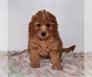 Cavapoo-Poodle (Miniature) Mix Puppy for sale in FORT PLAIN, NY, USA