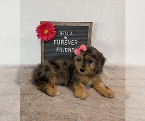Doxie-Chon Puppy for sale in BLOOMFIELD, IN, USA