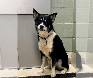 Border Collie-Siberian Husky Mix Dogs for adoption in Webster, WI, USA