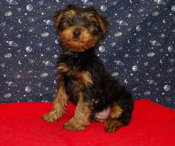 Medium Photo #9 Yorkshire Terrier Puppy For Sale in PATERSON, NJ, USA
