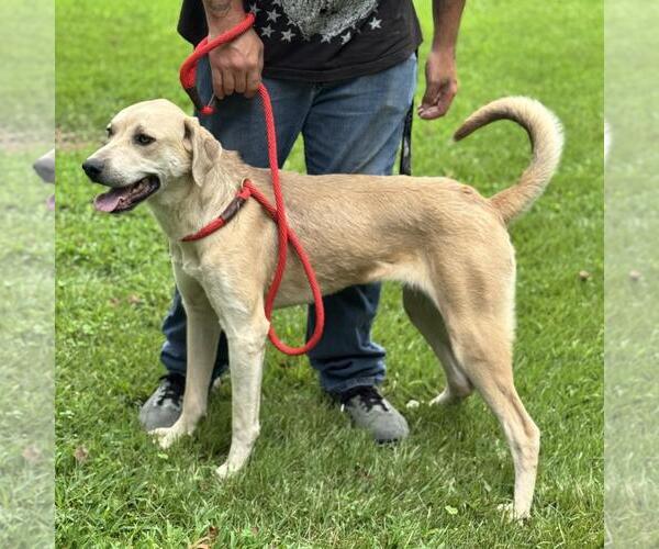 Medium Photo #2 Labrador Retriever-Unknown Mix Puppy For Sale in Yardley, PA, USA