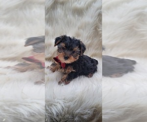 Yorkshire Terrier Puppy for sale in INDIANAPOLIS, IN, USA