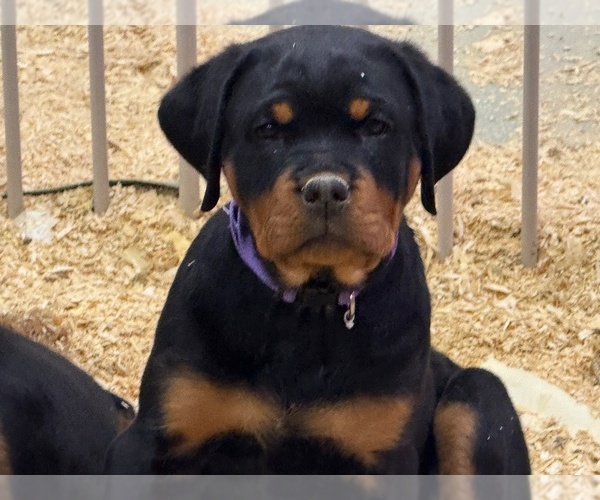 Medium Photo #1 Rottweiler Puppy For Sale in INDIAN RIVER, MI, USA