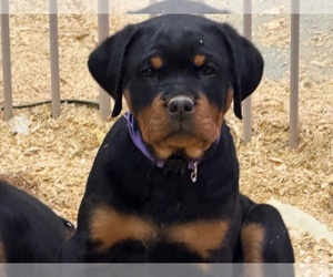 Rottweiler Puppy for sale in INDIAN RIVER, MI, USA