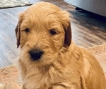 Small Photo #16 Goldendoodle Puppy For Sale in BIRCHWOOD, TN, USA