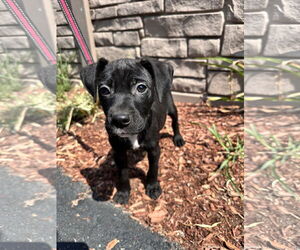 Mutt Dogs for adoption in Sterling, MA, USA