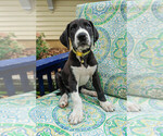 Small Photo #1 Great Dane Puppy For Sale in DOWNERS GROVE, IL, USA