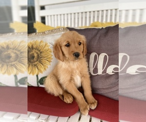 Golden Retriever Puppy for sale in DIAMOND, MO, USA