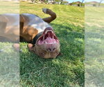 Small #1 Boxer-Staffordshire Bull Terrier Mix