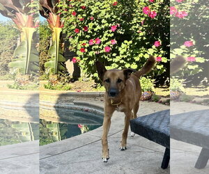 Mutt Dogs for adoption in Elk Grove, CA, USA