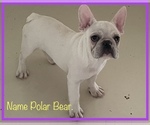 Small #8 French Bulldog