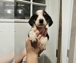 Small Beagle Mix