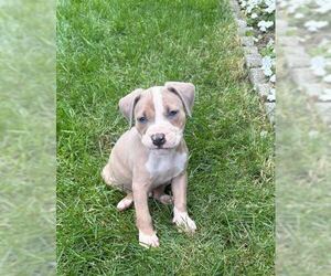 American Pit Bull Terrier-American Staffordshire Terrier Mix Dogs for adoption in Belleville, MI, USA