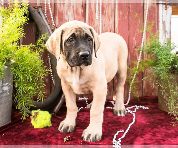 Medium Photo #1 Mastiff Puppy For Sale in WAKARUSA, IN, USA