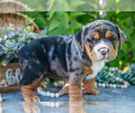 Puppy Pepper Beabull