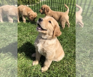 Golden Retriever-Goldendoodle Mix Puppy for sale in MOORHEAD, MN, USA