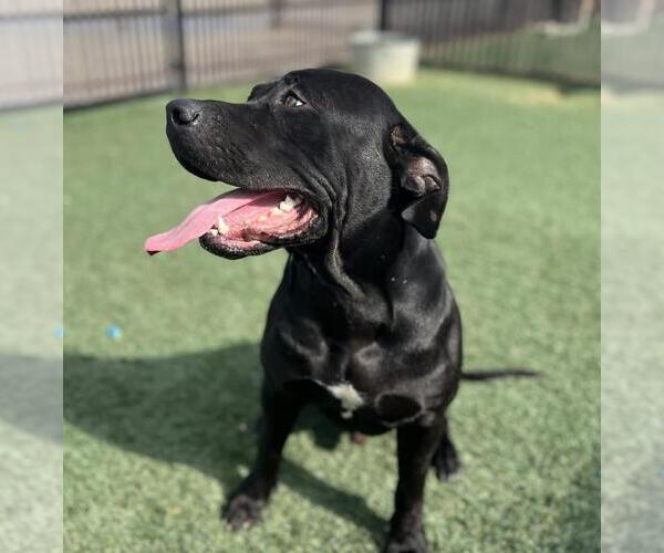 Medium Photo #3 Labrador Retriever-Unknown Mix Puppy For Sale in Rockwall, TX, USA