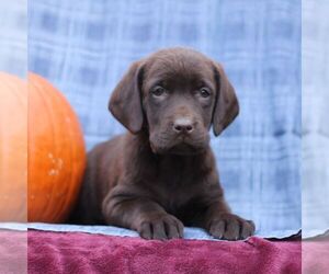 Labrador Retriever Puppy for sale in ELLIOTTSBURG, PA, USA