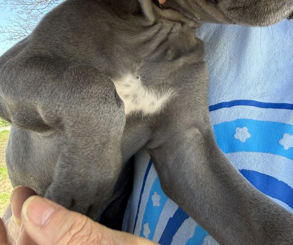 Medium Photo #2 Cane Corso Puppy For Sale in STUART, IA, USA
