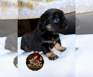French Bulldog Puppy for Sale in QUEEN CREEK, Arizona USA