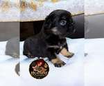 Small French Bulldog