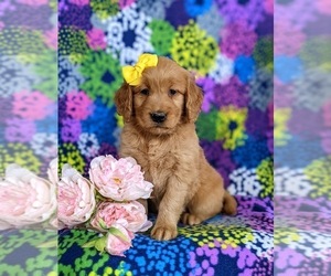 Golden Retriever Puppy for sale in OXFORD, PA, USA