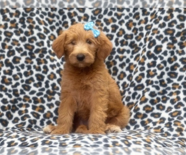Medium Photo #4 Labradoodle Puppy For Sale in LAKELAND, FL, USA