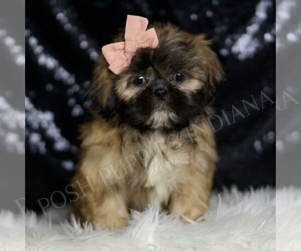 Medium Photo #2 Shih Tzu Puppy For Sale in WARSAW, IN, USA