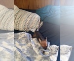 Small #2 Chihuahua