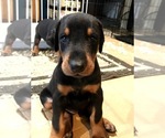 Puppy 1 Doberman Pinscher