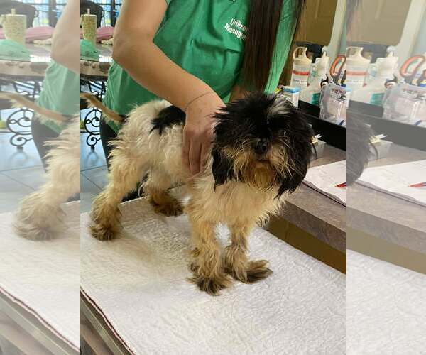 Medium Photo #1 Shih Tzu Puppy For Sale in Benton, LA, USA