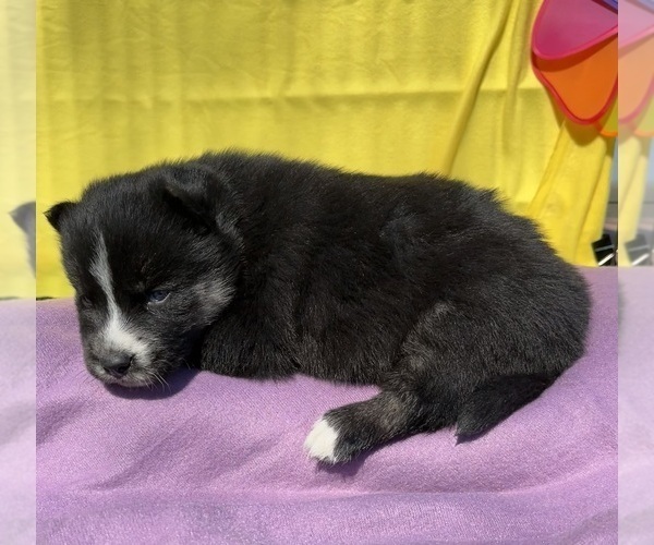 Medium Photo #9 Siberian Husky Puppy For Sale in DEARBORN, MO, USA