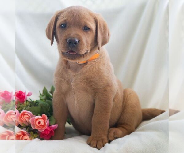 Medium Photo #6 Labrador Retriever Puppy For Sale in GREEN PARK, PA, USA