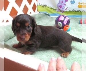 Dachshund Puppy for sale in RATTAN, OK, USA