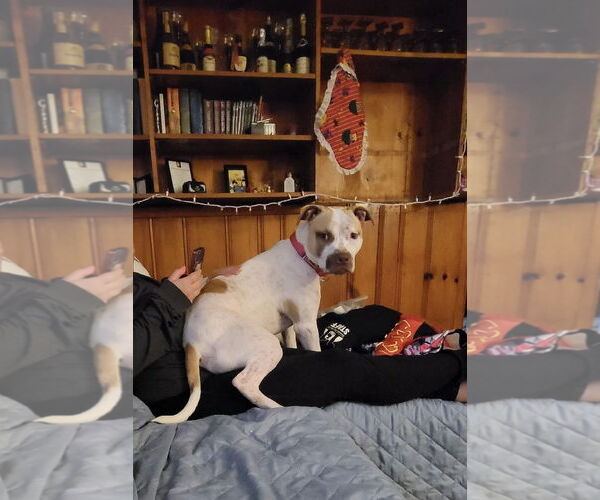 Medium Photo #19 American Staffordshire Terrier-Unknown Mix Puppy For Sale in Rockaway, NJ, USA